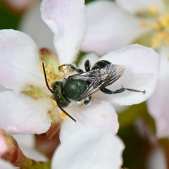 Osmia