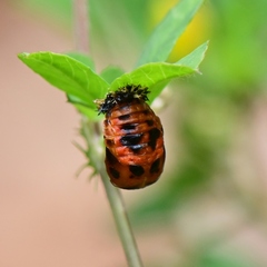 Harmonia axyridis