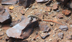 Pedioplanis laticeps