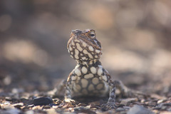 Agama hispida
