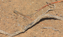 Pedioplanis laticeps