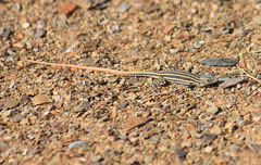 Pedioplanis laticeps