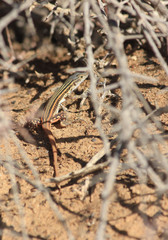 Pedioplanis laticeps