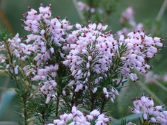 Erica multiflora