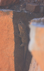 Pachydactylus kladaroderma