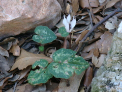 Cyclamen balearicum
