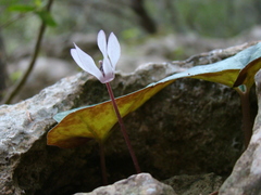 Cyclamen balearicum