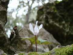 Cyclamen balearicum