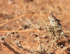 Agama hispida