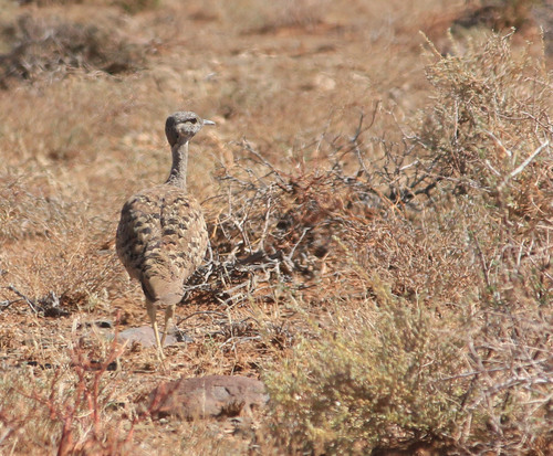 Karoo Korhaan (Heterotetrax vigorsii), photo 6
