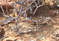 Pedioplanis laticeps