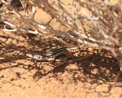 Pedioplanis laticeps