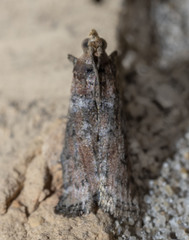 Sciota rubrisparsella