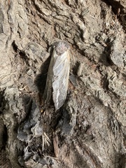 Abantiades atripalpis