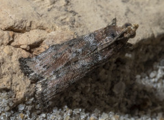Sciota rubrisparsella