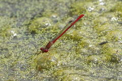 Telebasis digiticollis