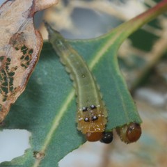 Lophyrotoma interrupta