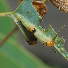Lophyrotoma interrupta