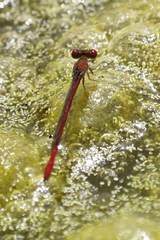 Telebasis digiticollis