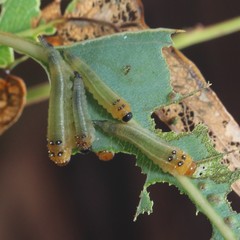 Lophyrotoma interrupta