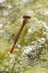 Telebasis digiticollis