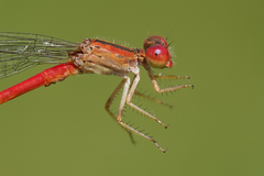 Telebasis digiticollis