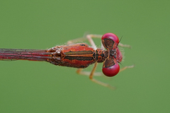 Telebasis digiticollis