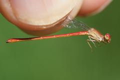 Telebasis digiticollis