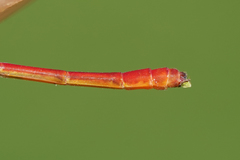 Telebasis digiticollis