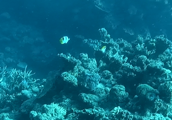 Pacific doublesaddle butterflyfish