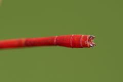 Telebasis digiticollis