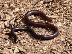 Afrotyphlopinae