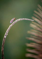 Diptera