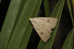 Scolecocampinae