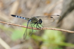 Erythrodiplax kimminsi