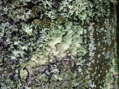 Parmotrema subtinctorium