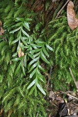 Tmesipteris truncata