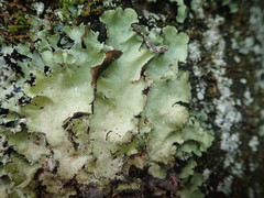 Parmotrema subtinctorium