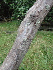 Pseudocyphellaria haywardiorum