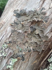 Pseudocyphellaria haywardiorum