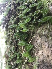 Epidendrum longirepens