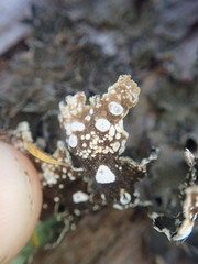 Pseudocyphellaria haywardiorum