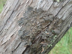 Pseudocyphellaria haywardiorum