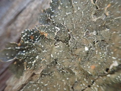 Pseudocyphellaria haywardiorum