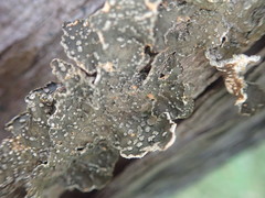 Pseudocyphellaria haywardiorum