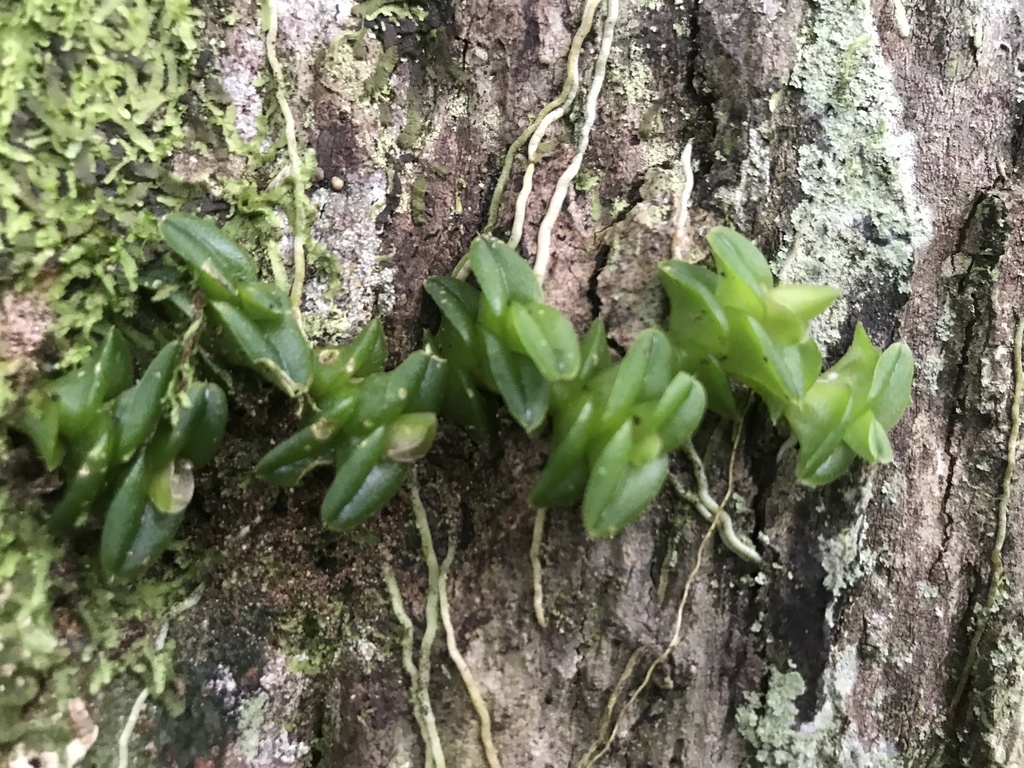 Epidendrum longirepens