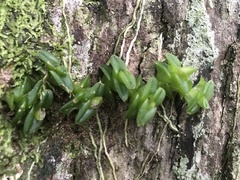 Epidendrum longirepens