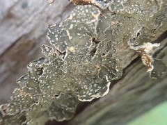 Pseudocyphellaria haywardiorum