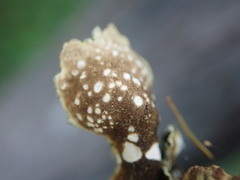 Pseudocyphellaria haywardiorum