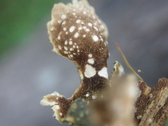 Pseudocyphellaria haywardiorum